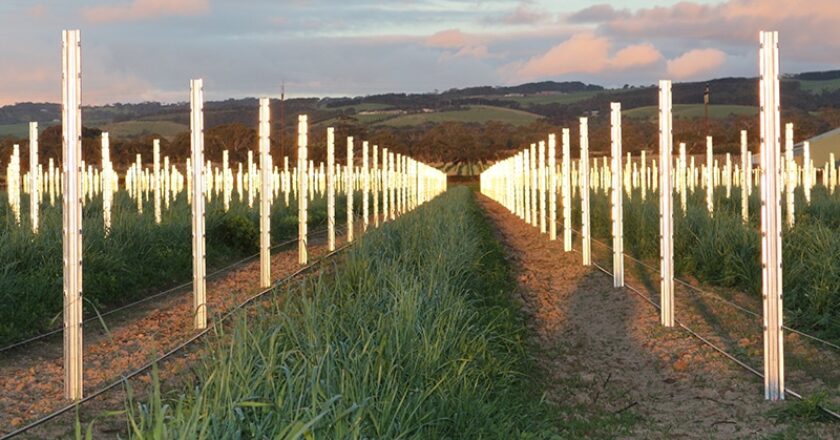 Ocloc trellis posts